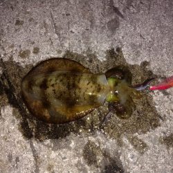 エギ王Kが大活躍